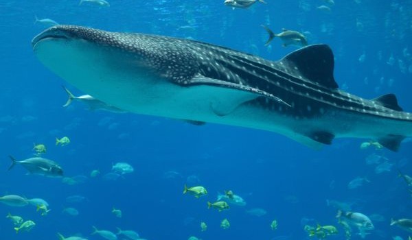 Tuna Fisheries Agree Not to Catch Whale Sharks