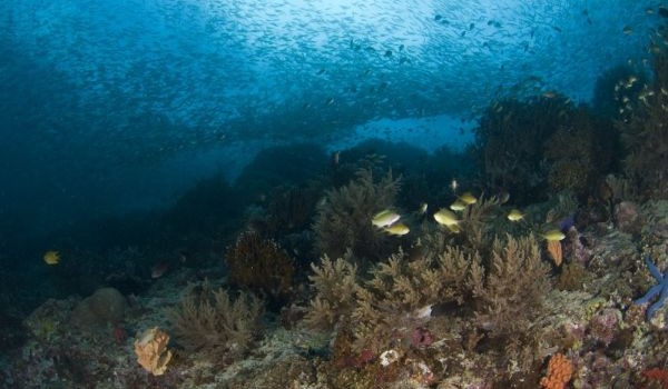 Coral Reefs of China at Risk of Disappearing