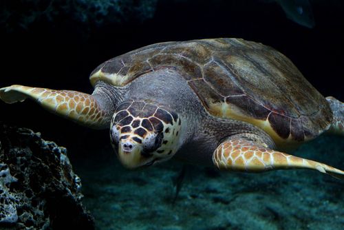 Conservation Groups File Lawsuit to Protect Loggerhead Sea Turtle Habitat