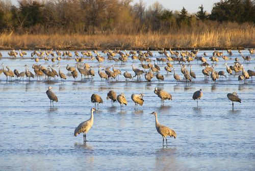 Sandhill Cranes on the Platte River in Nebraska