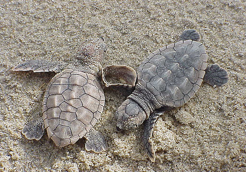Loggerhead sea turtle hatchlings at Back Bay National Wildlife Refuge in Virginia. Credit: USFWS.