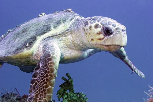 Loggerhead sea turtle swimming in the Florida Keys