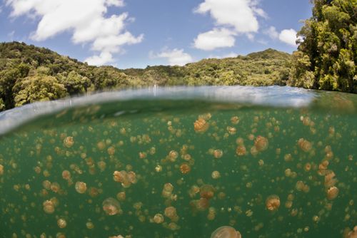 Jelllyfish in Palau